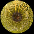 Peter Boughton, Swirl