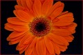 Ian Anderson, Red Flower