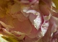 Nina Ludwig, Peony