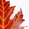 Frozen Leaf, Paul Heester