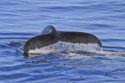 Graham Cluer, Whale