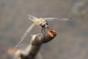 Dragonfly, Graham Cluer