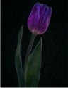 CERTIFICATE Mike Farley, Tulip