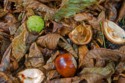 Chesnut and Leaves, Sarah Shakespeare