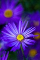 Anita Vaughan, The Colour Purple Anita Vaughan, The Colour Purple