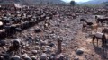 Donkey Park