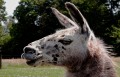 Rex Bamber, Llama