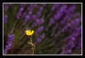 Walter Conquy, Flower 1